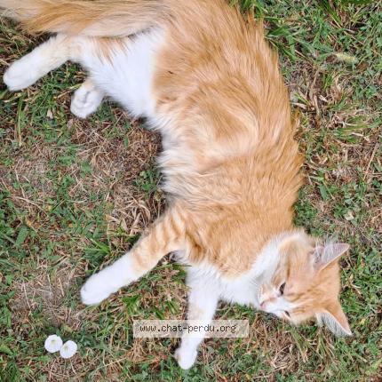 Photo de chat perdu à Montauban