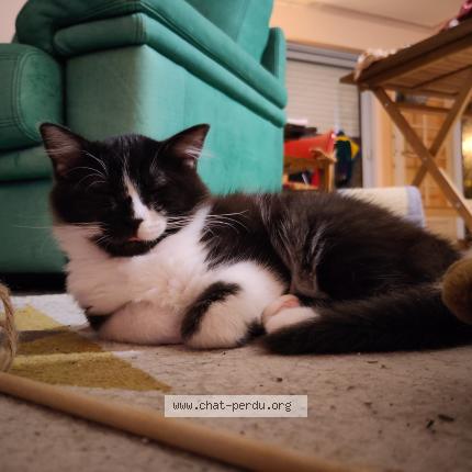 Photo de chat perdu à Thorigne Fouillard