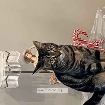 Photo 1/1 Kitty Chat perdu à Laval