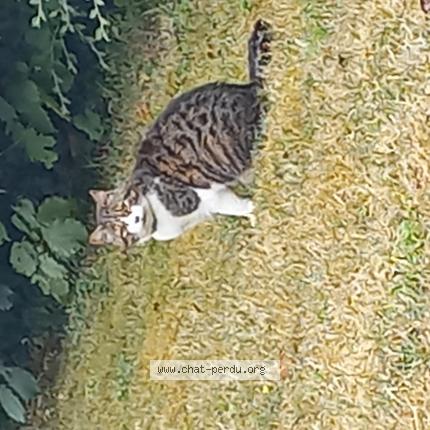 Photo 1/1 Chat retrouvé Trouvé à Boissise Le Roi