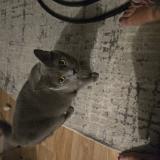 Photo de chat perdu à Mantes La Ville