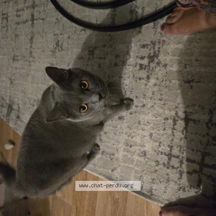 Photo 1/1 Chat retrouvé Perdu à Mantes la ville