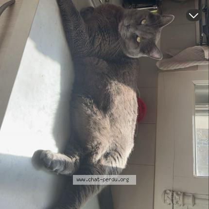 Photo 1/1 Chat retrouvé Perdu à Paris 14