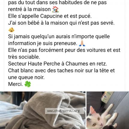 Photo 1/2 Capucine Chat perdu à Chaumes en retz