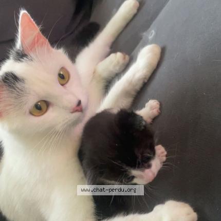 Photo 2/2 Capucine Chat perdu à Chaumes en retz