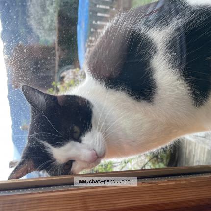 Photo 1/1 Kaya Chat perdu à Laissaud