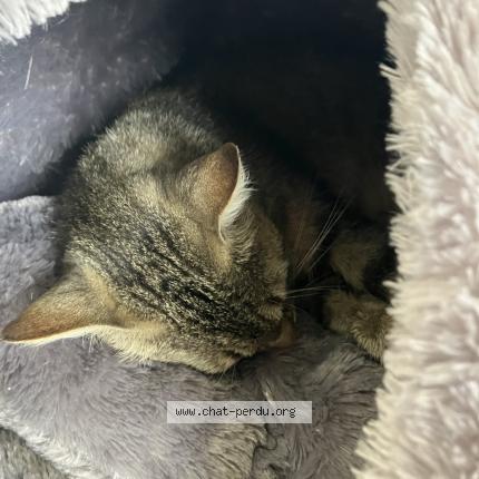 Photo de chat perdu à Saint Jory