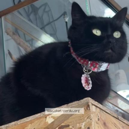 Photo 1/1 TWIXE Chat perdu à Lievin
