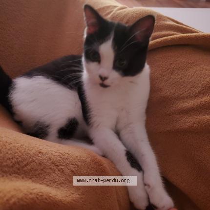 Photo 1/1 Chat retrouvé Perdu à Ambres