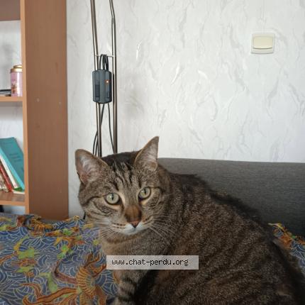 Photo 1/1 Figaro Chat perdu à Betheny