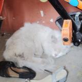 Photo de chat trouvé à Chennai