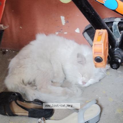 Photo 1/1 Chat trouvé Trouvé à Chennai