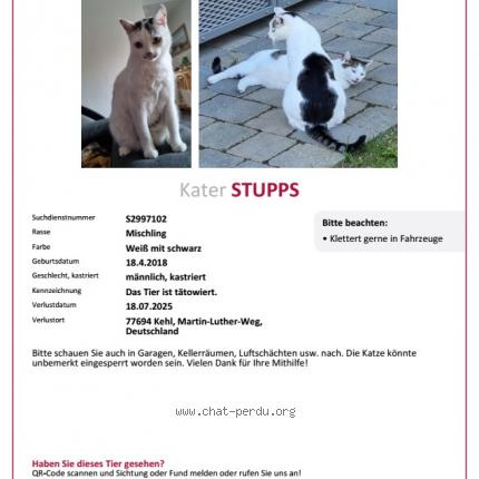 Photo 1/2 Stupps Chat perdu à Kehl