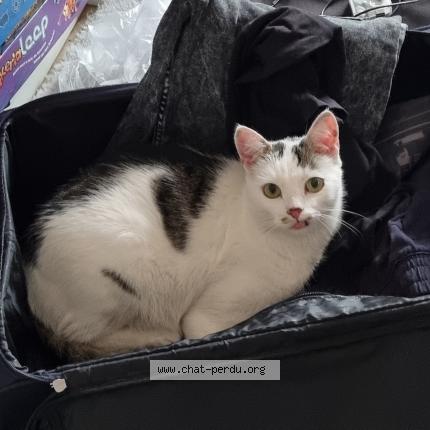 Photo 2/2 Stupps Chat perdu à Kehl