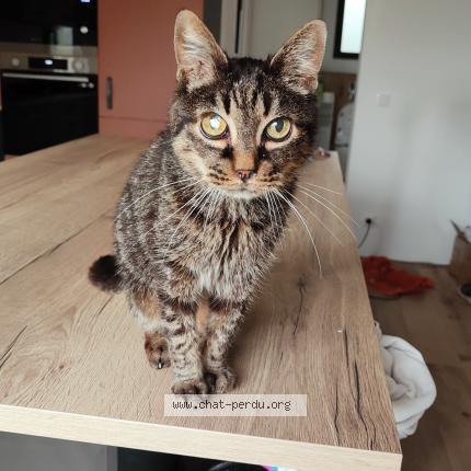 Photo de chat perdu à Saint Pere En Retz
