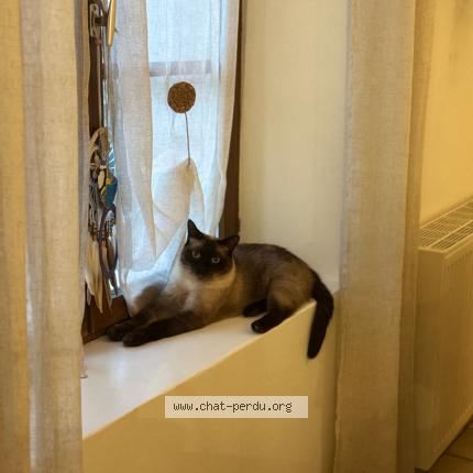 Photo 1/1 Bounty Chat perdu à Trets