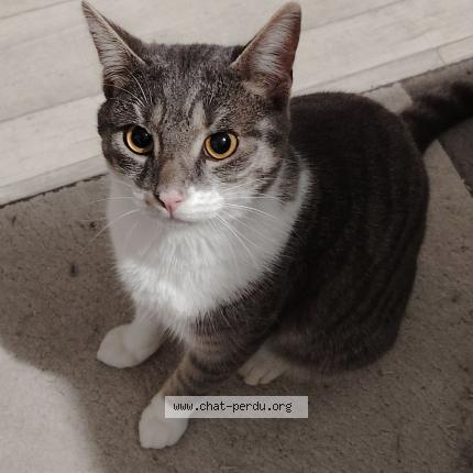Photo 1/1 Ruban Chat perdu à Luce