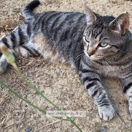 Photo 1/1 EUGENIE BAROT Chat perdu à Seysses