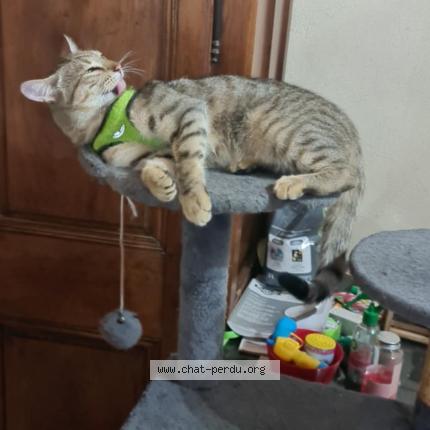 Photo de chat perdu à Montboucher Sur Jabron