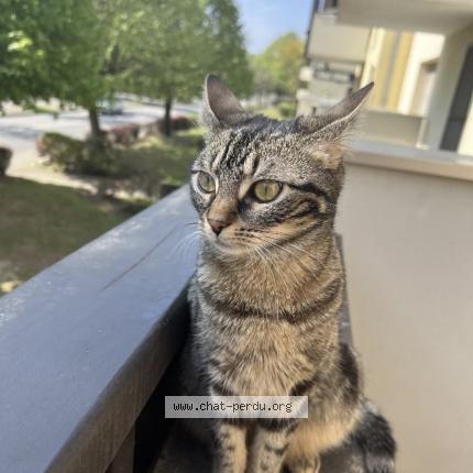 Photo 1/1 Miya Chat perdu à Lingolsheim