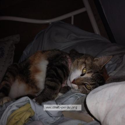 Photo de chat perdu à La Reunion