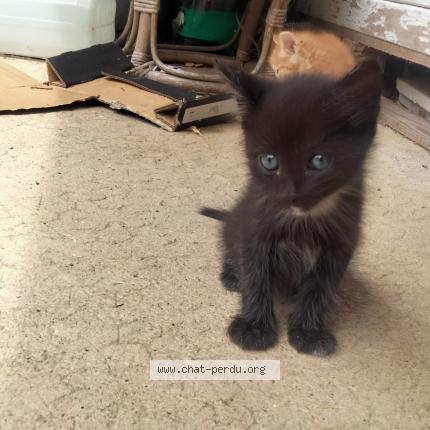 Photo 1/1 Chaton Chat perdu à St vincent en bresse