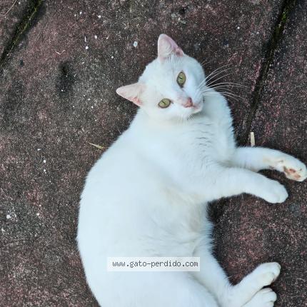 Photo 1/1 Taby Chat perdu à La concepcion