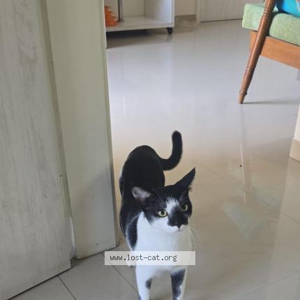 Photo 1/1 Charlie Chat perdu à Ahmedabad