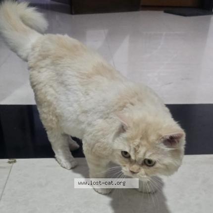 Photo 1/1 Kiwi Chat perdu à Ahmedabad