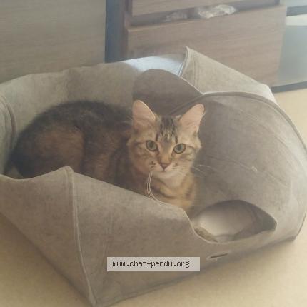 Photo 1/1 Nala Chat perdu à Eysines