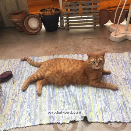 Photo de chat perdu à Larajasse