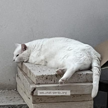 Photo 1/1 Chat retrouvé Perdu à Chateauneuf Du Pape