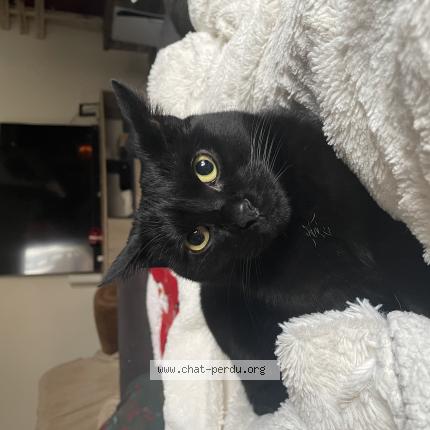 Photo de chat perdu à Etrun