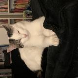 Photo de chat perdu à Carrieres Sous Poissy