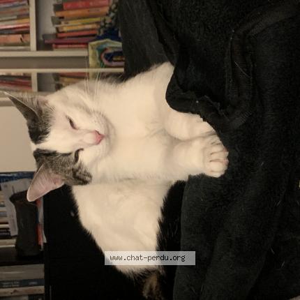 Photo 1/1 Chat retrouvé Perdu à Carrieres sous poissy