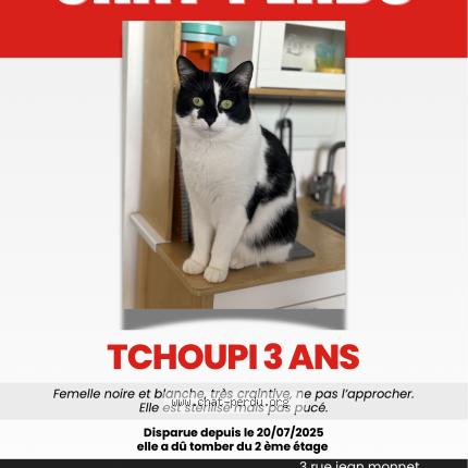 Photo 1/1 Chat retrouvé Perdu à Montigny Les Metz