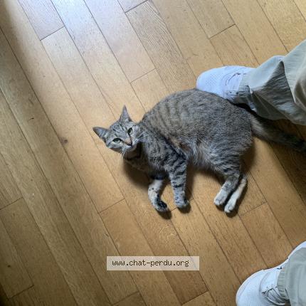 Photo de chat perdu à Paris