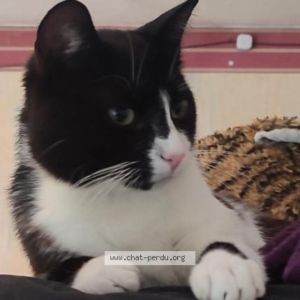 Photo de chat perdu à Lannion