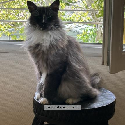 Photo 1/1 Look Chat perdu à Toulouse