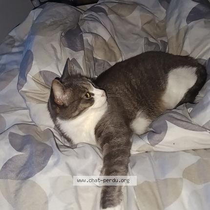 Photo 1/1 Chat retrouvé Perdu à La Rochelle