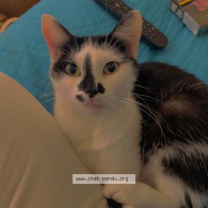 Photo 1/1 Saya Chat perdu à Chateauneuf sur charentes