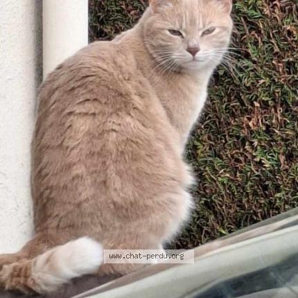 Photo 1/1 Tina Chat perdu à Sempigny