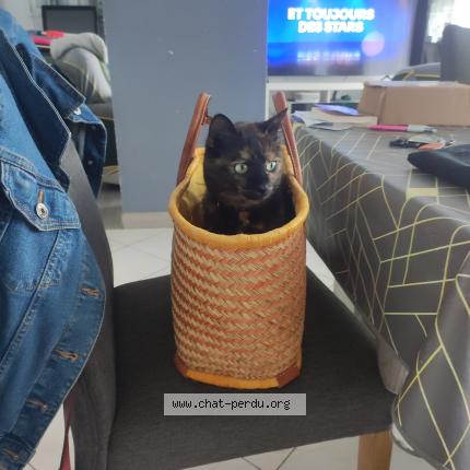 Photo 1/1 Nala Chat perdu à Malaunay