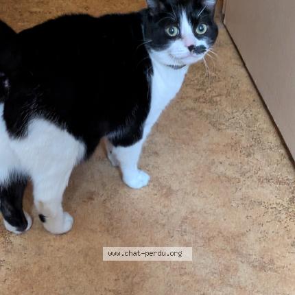 Photo 1/1 Pioupiou Chat perdu à Saint quentin