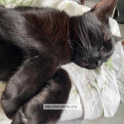 Photo de chat perdu à L Houmeau