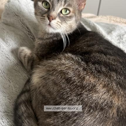Photo de chat perdu à Marmoutier