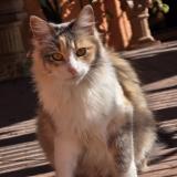 Photo de chat perdu à Montevideo