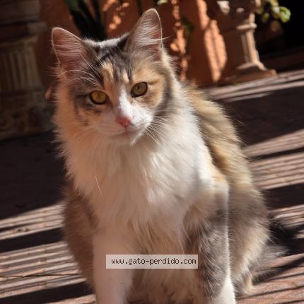 Photo 1/1 ellie Chat perdu à Montevideo