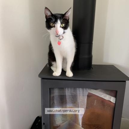 Photo de chat perdu à Nevers