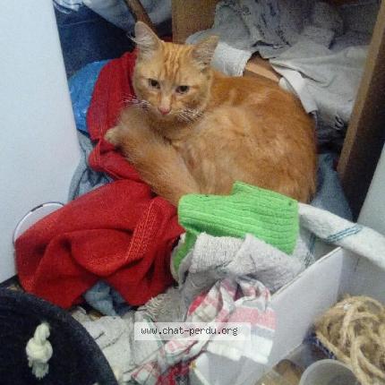 Photo de chat perdu à Caumont Sur Aure